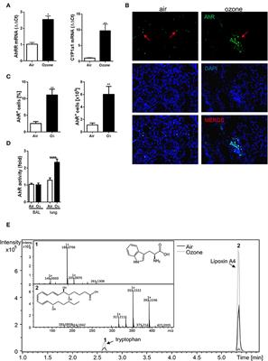 Ozone-Induced Aryl Hydrocarbon Receptor Activation Controls Lung Inflammation via Interleukin-22 Modulation